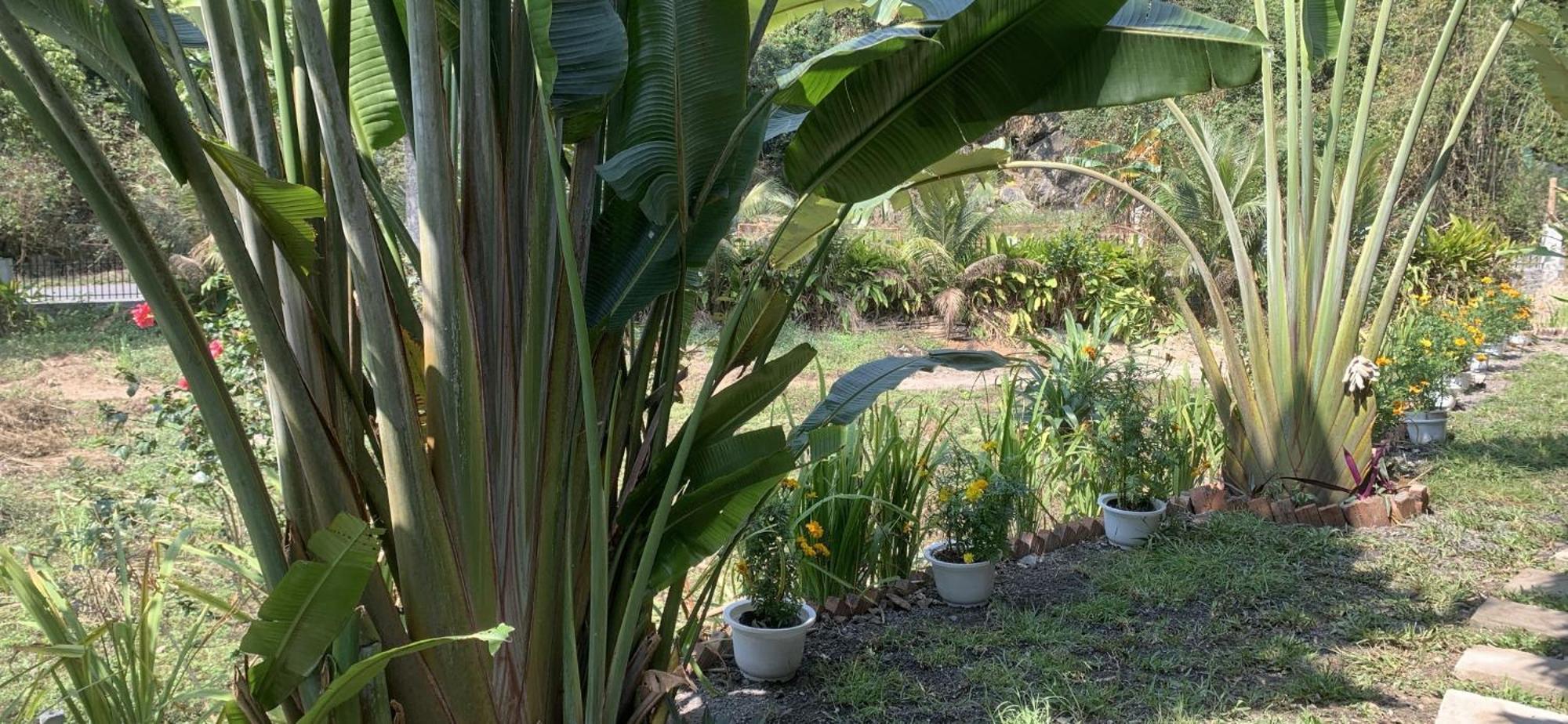 Cat Ba Island Garden Homestay - Papillon Eksteriør billede